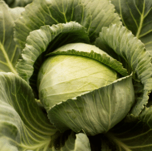 Fresh Cabbage