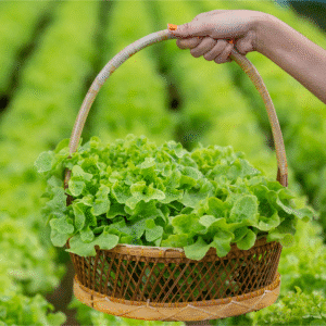 Fresh Lettuce