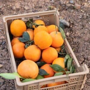 Orange Crate